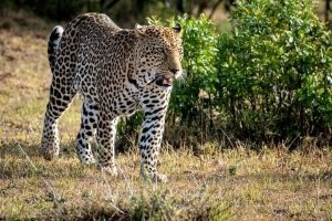 The Big Five in Kenya