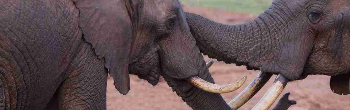 Close-up of two elephants touching tusks.