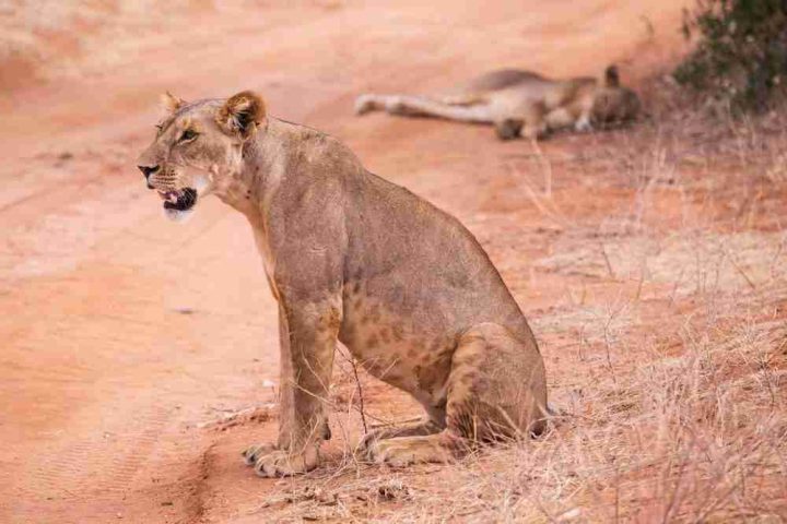 8-Days Kenya’s Samburu & Mara Safari