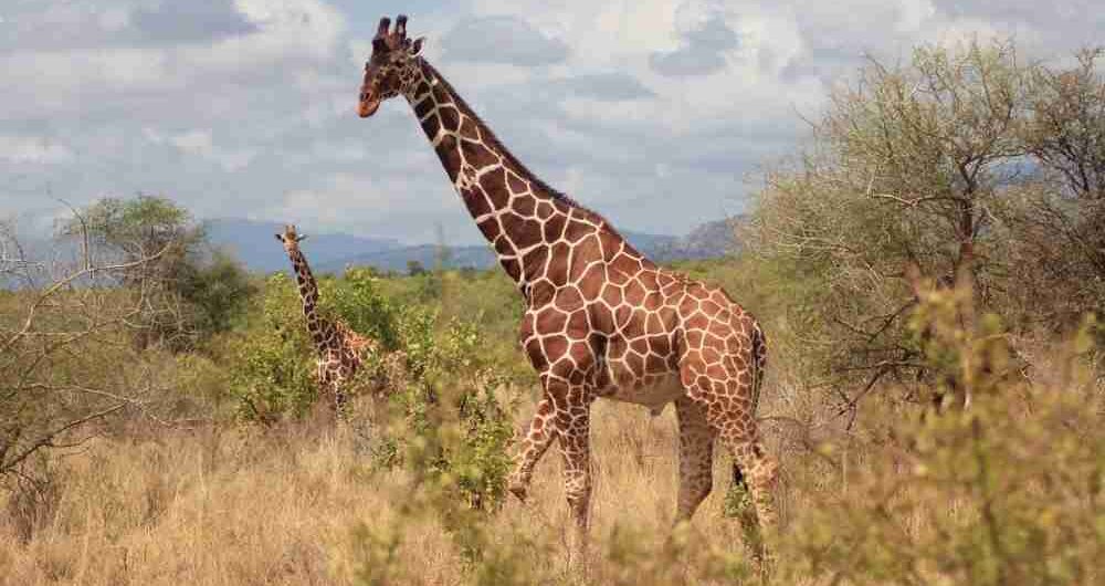 Reasons why Kenya should be your next holiday destination