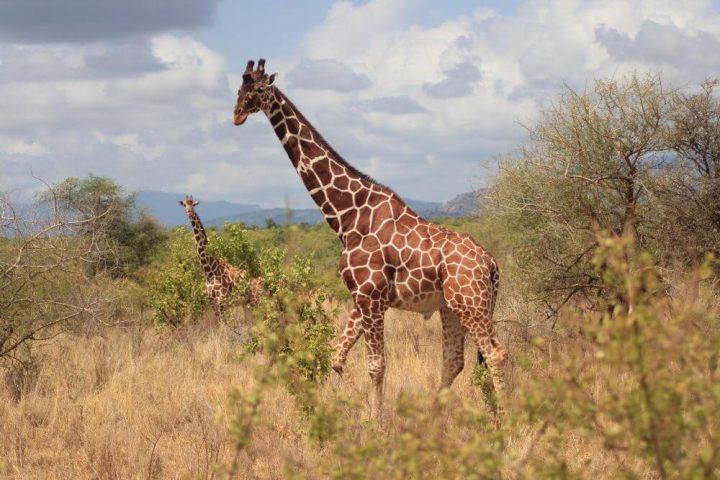Reasons why Kenya should be your next holiday destination
