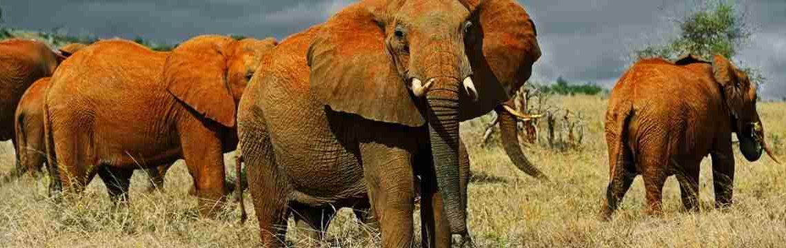 A herd of red dust-covered elephants walking through a savannah under a stormy sky.