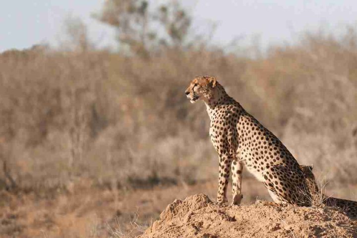 A cheetah