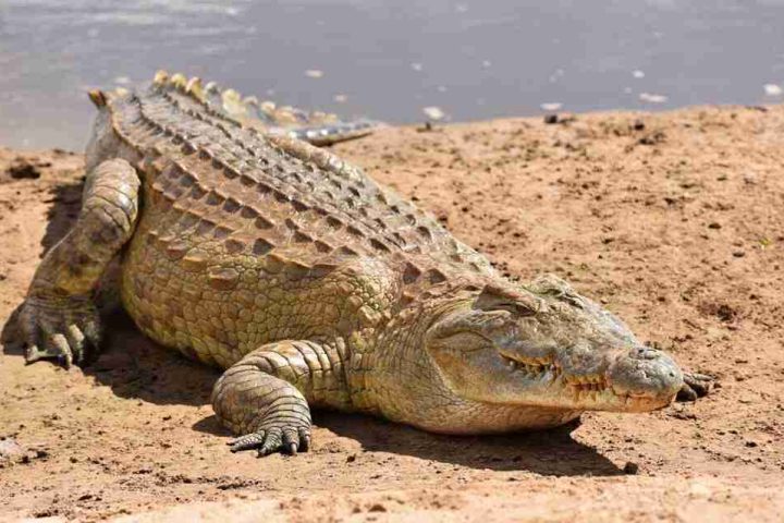 A large crocodile basking on a sandy riverbank.