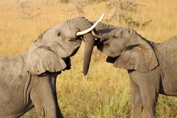 Two elephants facing each other and locking tusks in a grassy savanna.