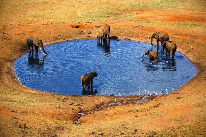 A herd of elephants,