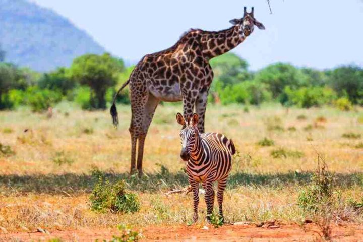 A giraffe and a zebra standing on a dry savannah with trees and a mountain in the background.