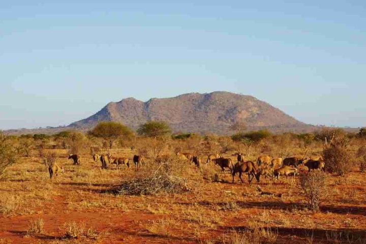 A herd of antelopes grazing in a savanna with sparse vegetation and a mountain range in the background under a clear blue sky.