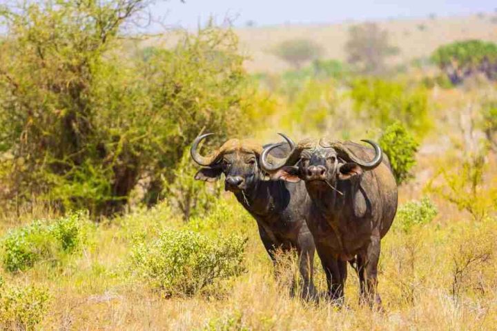 Two African buffaloes standing in a grassy savanna with shrubs and trees in the background under a clear sky.