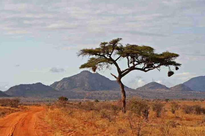 A solitary acacia tree with a large nest stands beside a dirt road in a savannah landscape with mountains in the background under a cloudy sky.