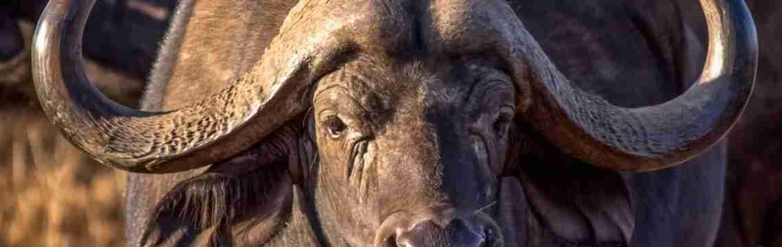Tsavo West National Park