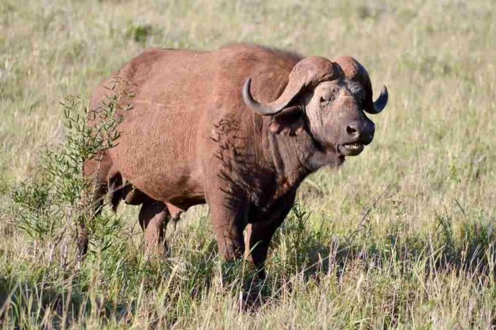 A Cape buffalo standing in a grassy field, looking to the side.