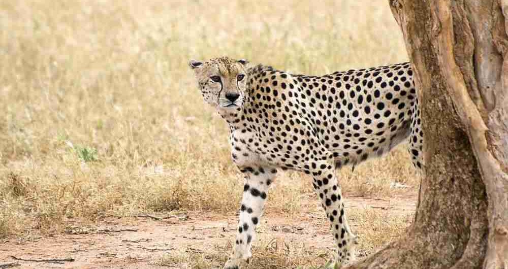 Wildlife Encounters of Kenya
