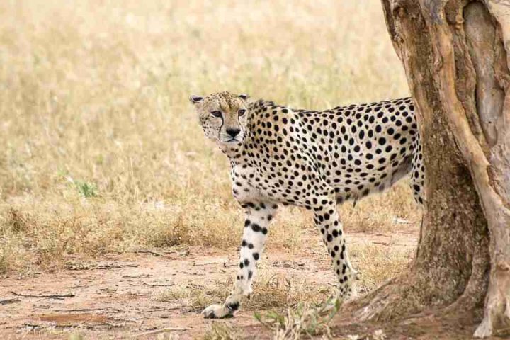 Wildlife Encounters of Kenya