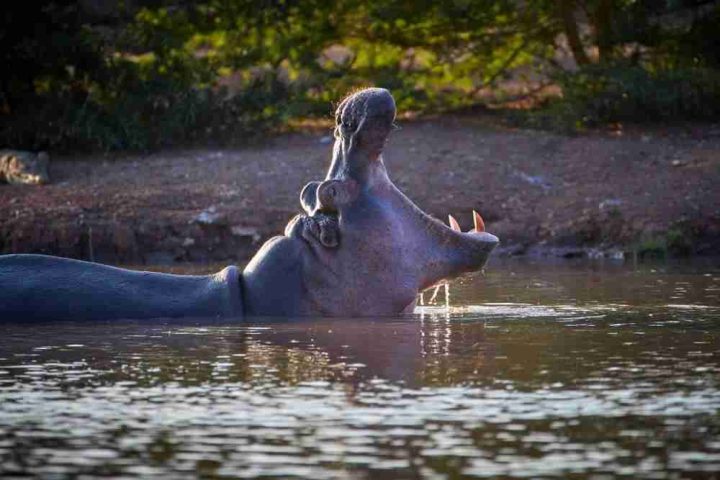 A hippopotamus with its mouth open wide in a body of water, with sunlight accentuating its wet skin and background foliage.
