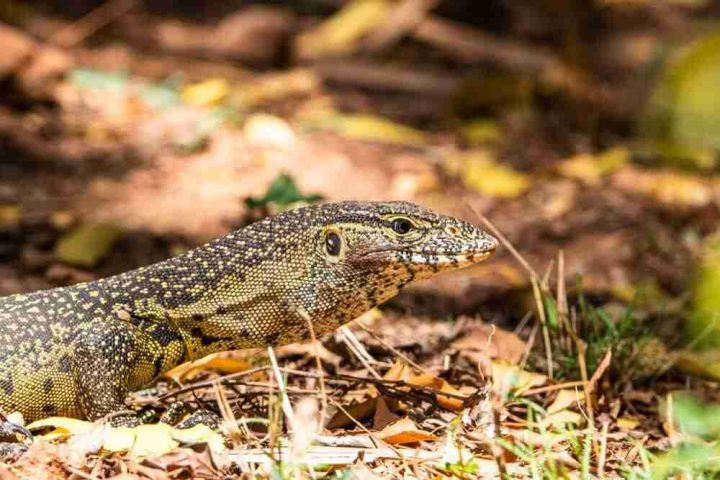 A close-up of a monitor lizard on the forest floor surrounded by dry leaves and twigs.