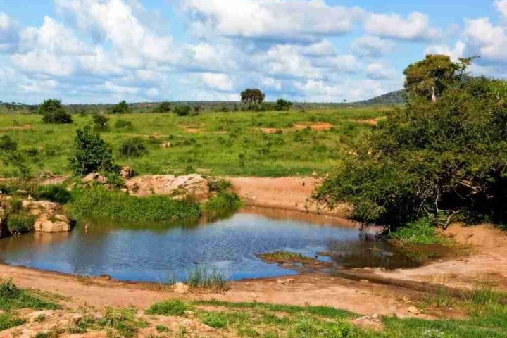A natural waterhole in a sunny savanna landscape with green grass, shrubs, and a few scattered trees under a blue sky with fluffy white clouds.